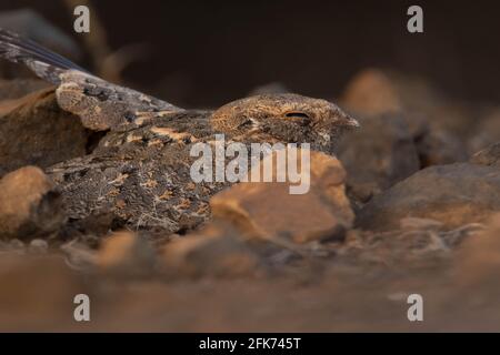 Indian Nightjar oder Caprimulgus asiaticus sitting zwischen den Felsen Stockfoto