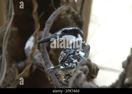 Pied Kingfisher oder Ceryle rudis, ein schwarz-weißer Vogel, der auf einem Ast sitzt Stockfoto