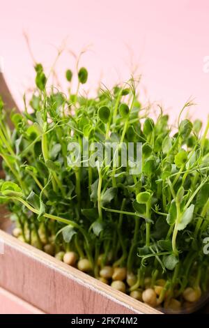 Frische Erbsen in Mikrogrün im Korb auf farbigem Hintergrund Stockfoto
