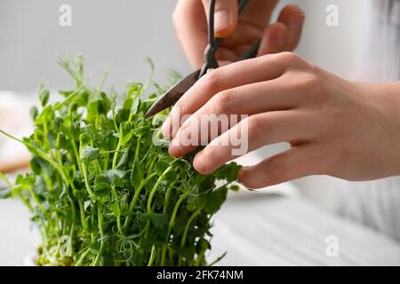 Frau schneidet frisches Mikrogrün, Nahaufnahme Stockfoto