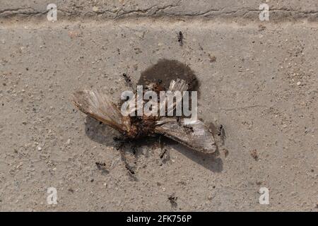 Ameisen, die Insekten oder Bienen im Sonnenlicht fressen Stockfoto