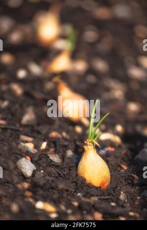 Nahaufnahme von Zwiebelsätzen, die in einer Reihe in einem gepflanzt wurden Gemüsegarten im Frühjahr Stockfoto