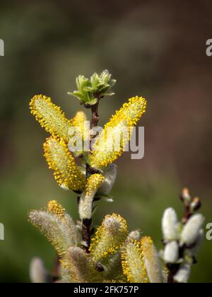 Nahaufnahme von Kätzchen der männlichen Hellebardenweide, Salix hastata 'Wehrhahnii' im Frühjahr in Großbritannien Stockfoto