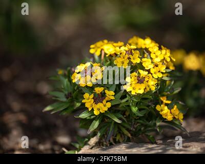 Nahaufnahme von Blattstäuben von Erysimum cheiri „Goldstaub“ in Frühling in Großbritannien Stockfoto