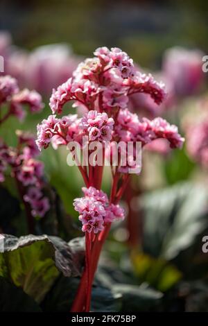 Nahaufnahme der Blumen der Ohren des Elefanten Bergenia 'Eden's Magic Giant“ im Frühjahr in Großbritannien Stockfoto