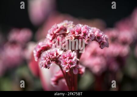 Nahaufnahme der Blumen der Ohren des Elefanten Bergenia 'Eden's Magic Giant“ im Frühjahr in Großbritannien Stockfoto