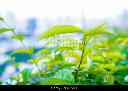 Mok Blumen und grünes Blatt verschwommen und Kopierraum Hintergrund, selektierte Fokus, Nahaufnahme Stockfoto