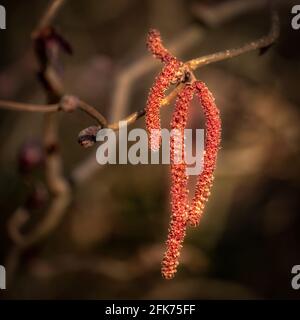 Nahaufnahme der Kätzchen eines männlichen Hasel Corylus avellana „Red Majestic“ im Frühjahr in Großbritannien Stockfoto
