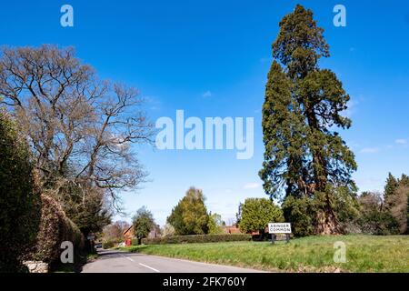 Abinger Common, ein kleines Dorf in einer wunderschönen Waldgegend und offenen Landschaft in der Nähe von Leith Hill in den Surrey Hills, Südostengland. Stockfoto