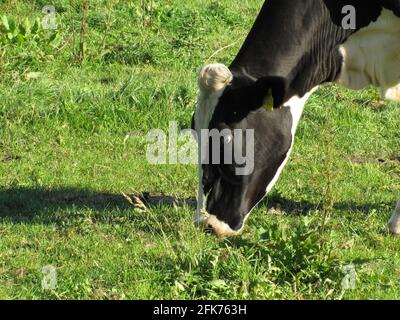 Kuh frisst Gras, Kuh auf der grünen Wiese Stockfoto