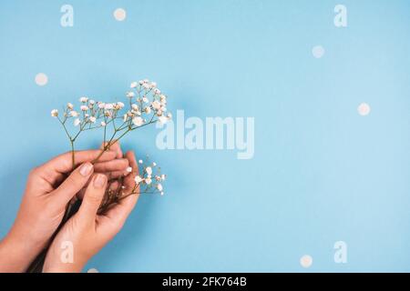 Zarte Blüten von Gypsophila in weiblichen Händen auf einem blauen Hintergrund Stockfoto