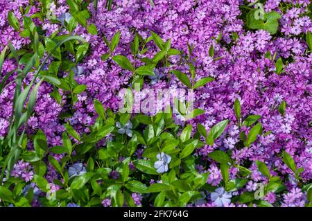 Kleine rosa Phlox Blumen Nahaufnahme, helle Tapete. Pink Moss Phlox. Phlox subulata rosa Blüten Stockfoto