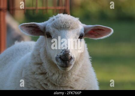 Schafe in Haselünne, Deutschland / Schaf in Haselünne Stockfoto