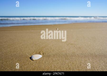 Seashell auf Strandsand. Sonniger Tag. Tropischer Strand. Geringe Schärfentiefe. Stockfoto