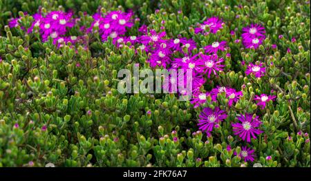 Die Blumen auf dem Zweig in der Saison im Frühling Stockfoto