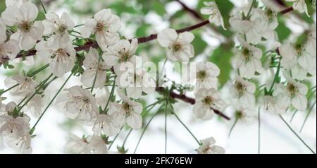 Kirschblüten Knospen Hintergrund. Nahaufnahme Stockfoto