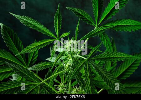 Marihuanapflanze, fast reif für die Ernte, auf dunklem Hintergrund. Cannabis mit leuchtend grünen Blättern und weißen Knospen Stockfoto