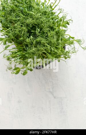 Grüner, saftiger, frischer Salat auf weißem Strukturhintergrund. Junge Triebe von Erbsen oder Bohnen in einem Behälter. Gesundes Lebensmittelkonzept. Draufsicht Stockfoto