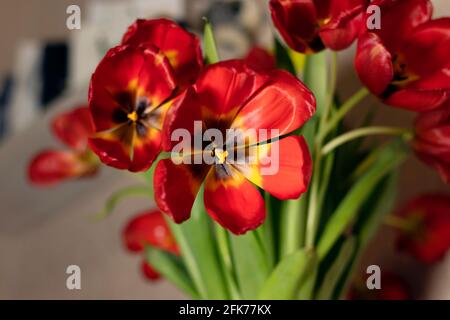 Nahaufnahme Bouquet von roten Tulpen auf grau strukturierten Hintergrund. Verblassende rote Tulpen auf grauem Hintergrund. Weichfokus Stockfoto
