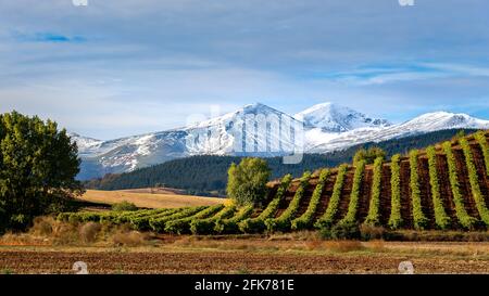 Weinberge mit dem Berg San Lorenzo im Hintergrund, La Rja, Spanien Stockfoto