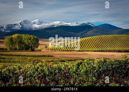 Weinberge mit dem Berg San Lorenzo im Hintergrund, La Rja, Spanien Stockfoto