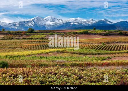 Weinberge mit dem Berg San Lorenzo im Hintergrund, La Rja, Spanien Stockfoto