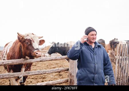 Der Bauer telefoniert und streichelte den Stier. Geschäftsmann im Dorf. Viehzüchter Stockfoto