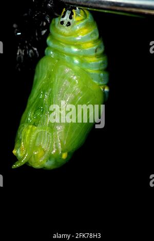 Monarch Schmetterling chrysalis Puppe Stockfoto