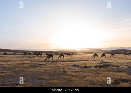 Camel Caravan durchquert bei Sonnenaufgang eine Wüstenlandschaft Stockfoto