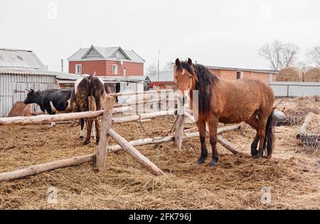 Braunes Pferd blickt direkt in die Kamera mit schwarzen und weißen Kühen im Hintergrund. Stockfoto