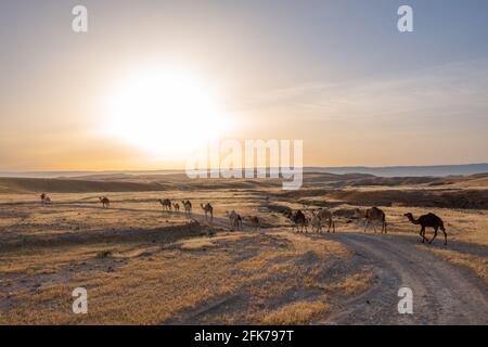 Camel Caravan durchquert bei Sonnenaufgang eine Wüstenlandschaft Stockfoto