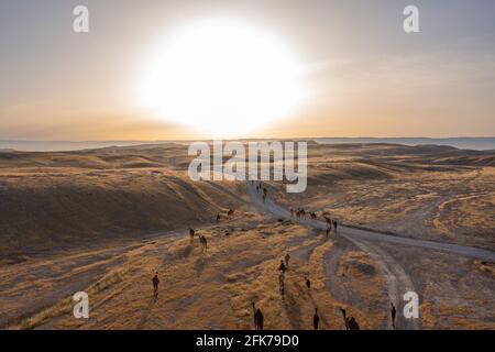 Camel Caravan durchquert bei Sonnenaufgang eine Wüstenlandschaft Stockfoto