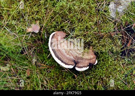 Ein Pilz, der auf Bäumen im Wald wächst, ein Hornwurm-Parasit. Stockfoto