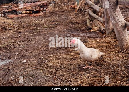 Die Moschus-Ente. Die Wartung von Moschus Enten in einem Haushalt. Stockfoto