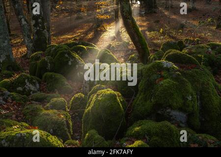 Sonnenstrahlen im Wald mit moosbedeckten Bäumen und Felsen, die im Hintergrund beleuchtet sind. Bosco di Sant'Antonio, Abruzzen, Italien, Europa Stockfoto