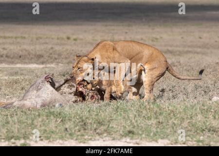 Mutter Löwe und Junge, die sich von einem Büffel ernähren, töten zusammen, Lake Nakuru National Park, Kenia Stockfoto