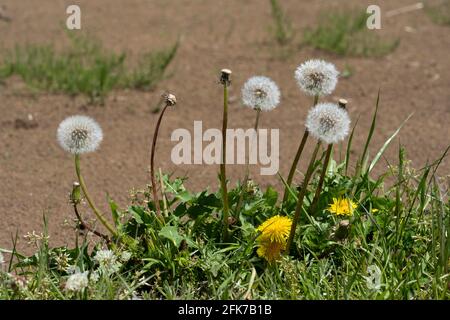 Löwenzahn, Stadt Isehara, Präfektur Kanagawa, Japan Stockfoto