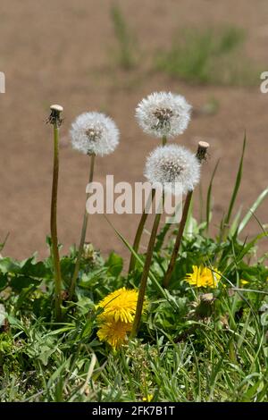 Löwenzahn, Stadt Isehara, Präfektur Kanagawa, Japan Stockfoto