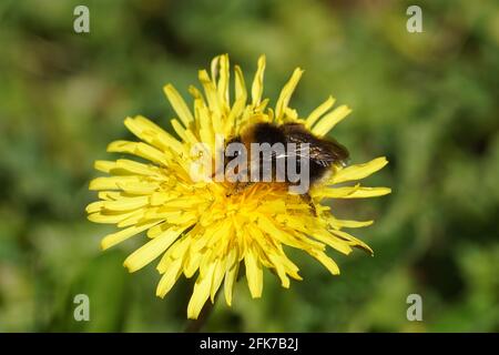 Kuckuckhummel Familie Apidae auf der Blume des gemeinen Löwinenzahn (Taraxacum officinale). Bombus sylvestris oder Bombus norvegicus. Frühling, Holland Stockfoto