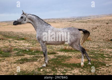 Das arabische oder arabische Pferd ist eine Pferderasse, die auf der Arabischen Halbinsel ihren Ursprung hat. Mit einer markanten Kopfform und hohem Schwanzwagen, der Araber Stockfoto