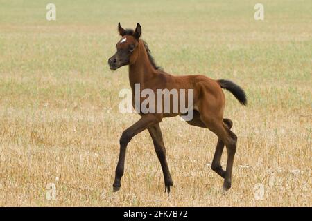 Das arabische oder arabische Pferd ist eine Pferderasse, die auf der Arabischen Halbinsel ihren Ursprung hat. Mit einer markanten Kopfform und hohem t Stockfoto