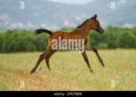 Das arabische oder arabische Pferd ist eine Pferderasse, die auf der Arabischen Halbinsel ihren Ursprung hat. Mit einer markanten Kopfform und hohem t Stockfoto