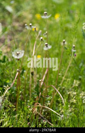 Löwenzahn, Stadt Isehara, Präfektur Kanagawa, Japan Stockfoto