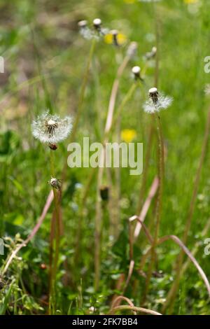 Löwenzahn, Stadt Isehara, Präfektur Kanagawa, Japan Stockfoto