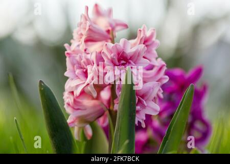 Blühende Blütenhyachinta im Frühling Stockfoto