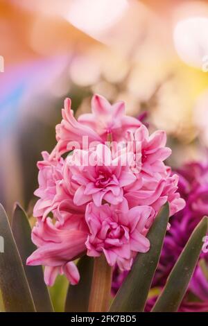 Blühende Blütenhyachinta im Frühling Stockfoto