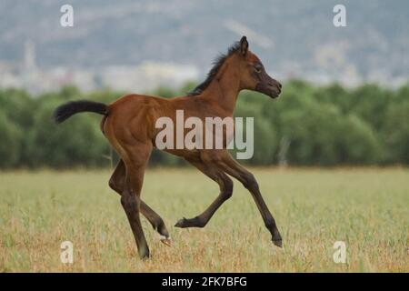 Das arabische oder arabische Pferd ist eine Pferderasse, die auf der Arabischen Halbinsel ihren Ursprung hat. Mit einer markanten Kopfform und hohem t Stockfoto