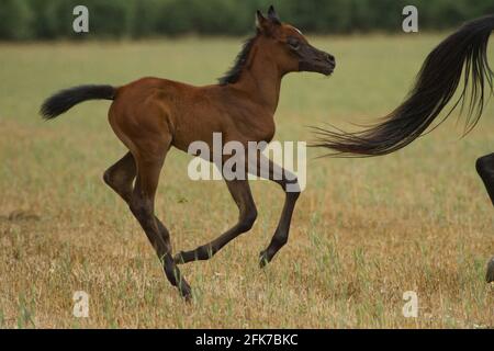 Das arabische oder arabische Pferd ist eine Pferderasse, die auf der Arabischen Halbinsel ihren Ursprung hat. Mit einer markanten Kopfform und hohem t Stockfoto