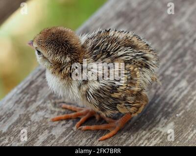 Nahaufnahme Chick Alectoris Chukar auf einem unscharfen Hintergrund. Stockfoto