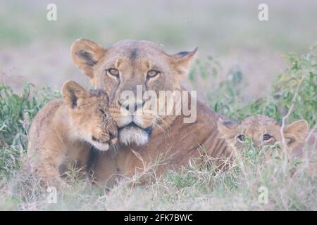 Mutter Löwe und zwei Jungen kuscheln. Lake Nakuru Nationalpark, Kenia Stockfoto